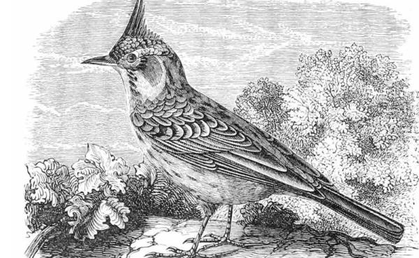 l'allodola