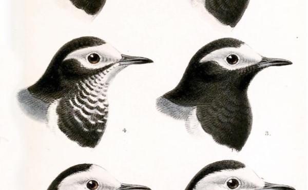 Tavola che mostra le diverse sottospecie di Motacilla alba