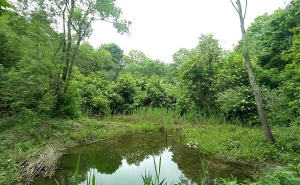 La Riserva naturale Bosco del Casale