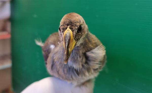 La Sciabica minore recuperata al Cruma di Livorno della Lipu