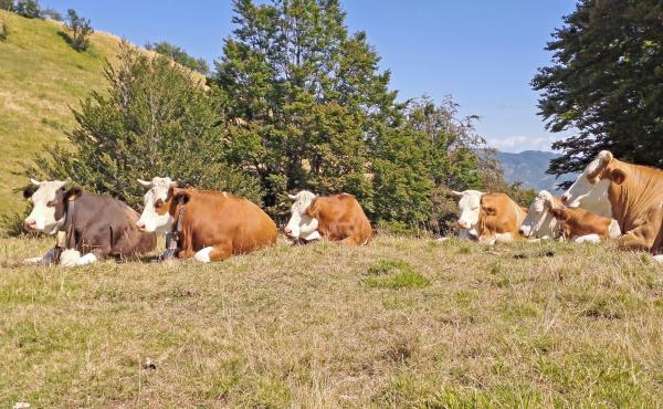Vacche al pascolo, Appennino parmense