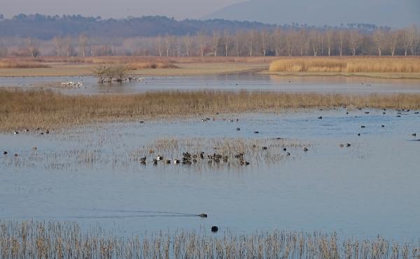 Riserva naturale Palude Fucecchio, Le Morette