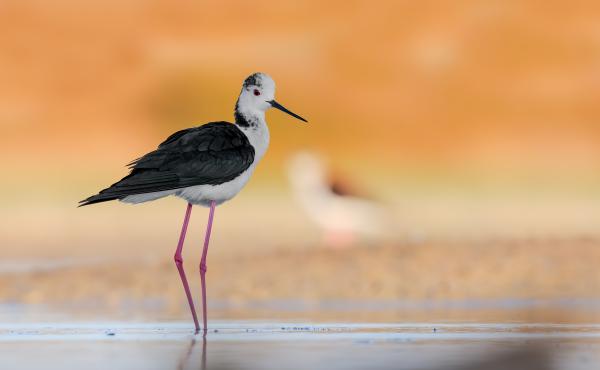 Iòl Cavaliere d'Italia è il simbolo della storica Oasi di Torrile (Pr), ora Riserva naturale