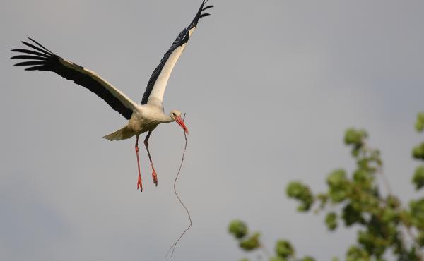 Il progetto Cicogna bianca della Lipu ha riportato la specie in Italia dopo l'estinzione