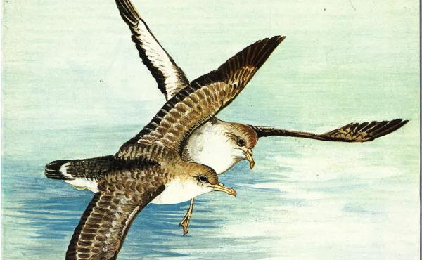 La copertina della rivista associativa "Uccelli", Primavera 1983