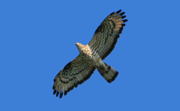 Falco pecchiaiolo, vittima dei bracconieri sullo Stretto di Messina