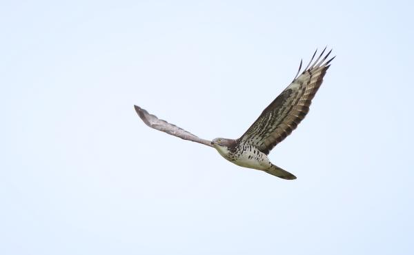 Falco pecchiaiolo