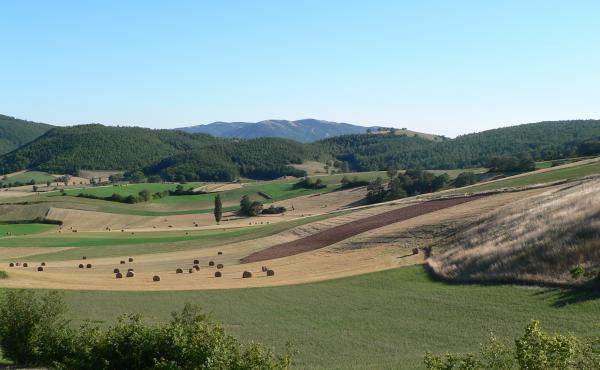 Paesaggio agricolo