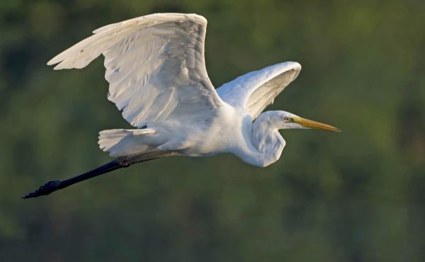 Airone bianco maggiore