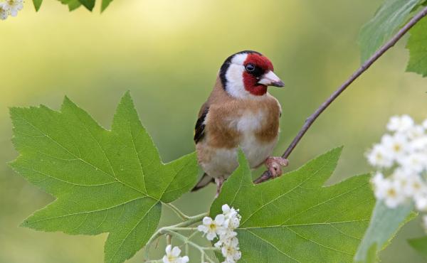 Cardellino
