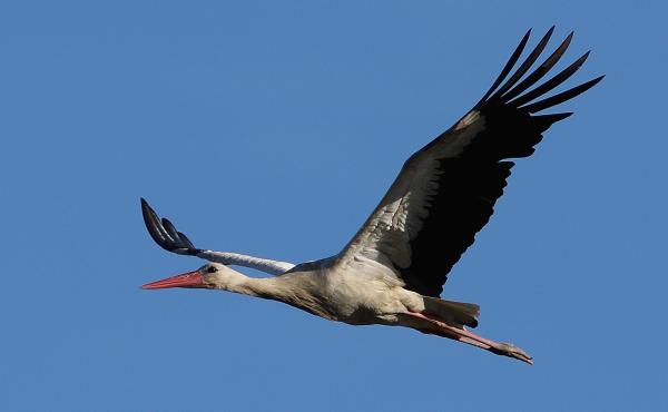 In volo