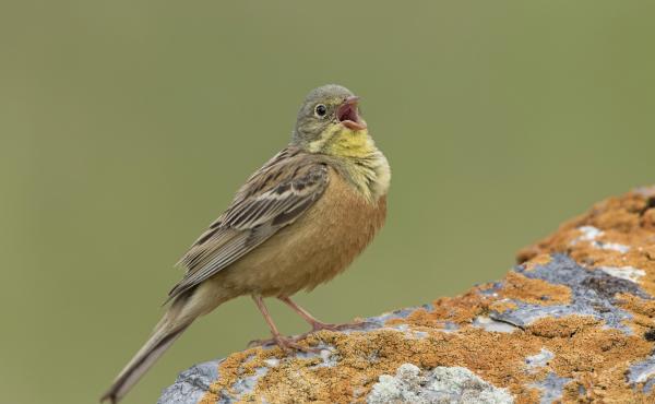 Ortolano