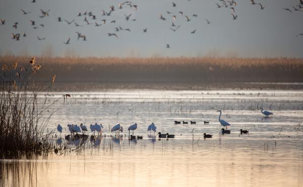 Riserva naturale Palude del Fucecchio