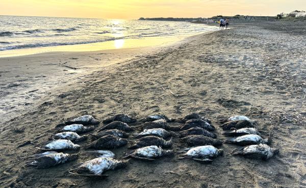 Berte morte sul litorale laziale
