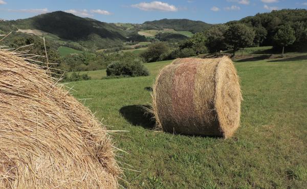 Agricoltura in collina