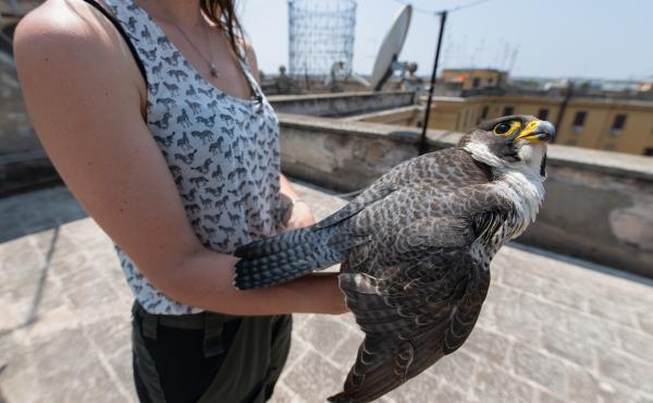Il falco ritrovato