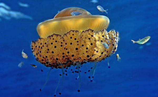 Cassiopea mediterranea 