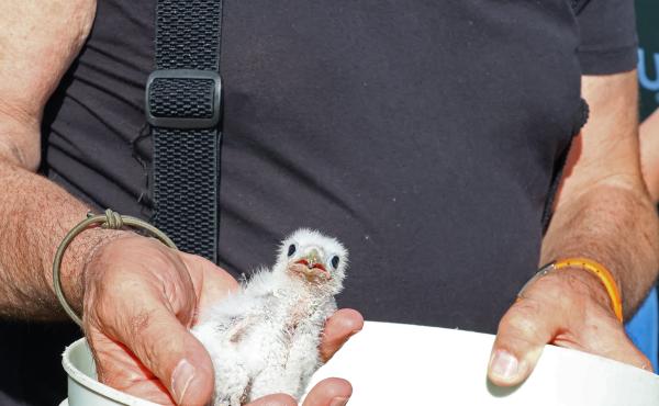 Un pulcino di falco cuculo prima di essere ricollocato nel nido