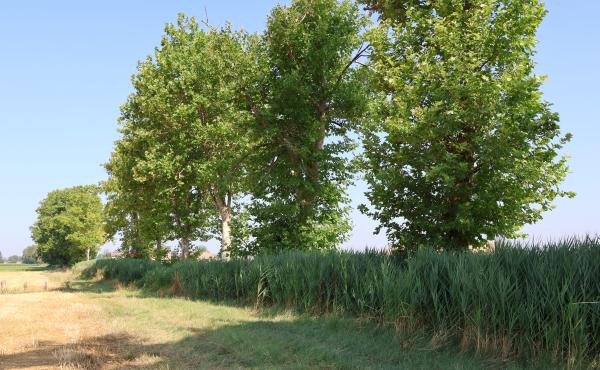 Una delle zone di nidificazione