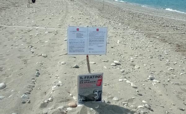 Recinzione larga su nido di fratino