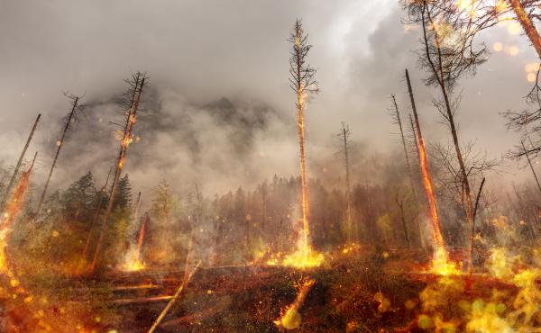 Foresta in fiamme