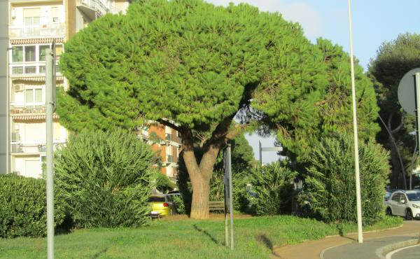 Un esempio di pino domestico gestito correttamente