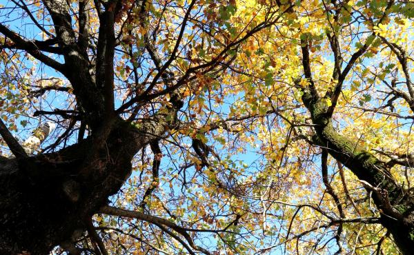 Alberi