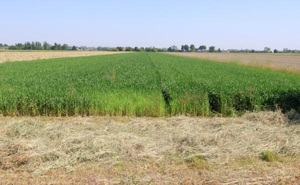 Campo agricolo in Pianura padana