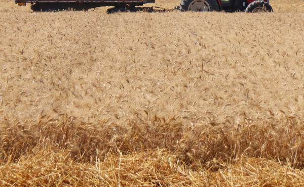 Campo grano