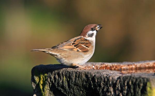 Passera mattugia