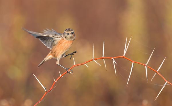 Saltimpalo