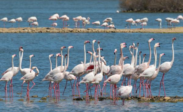 Fenicotteri alla Riserva Priolo