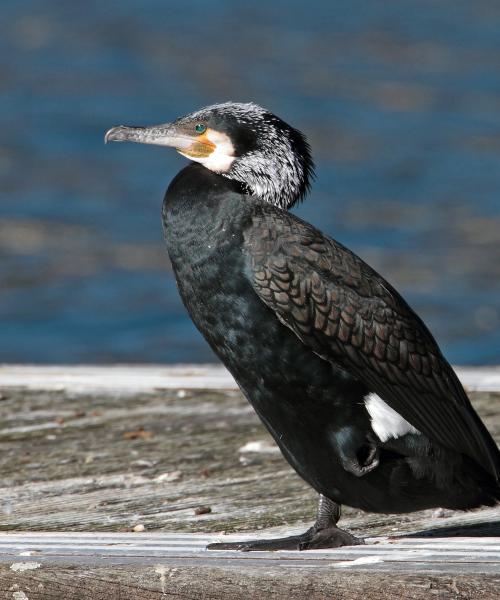 Cormorano