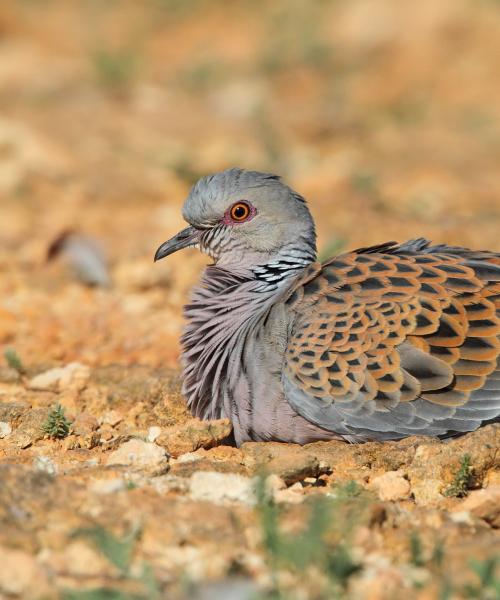 Tortora Selvatica