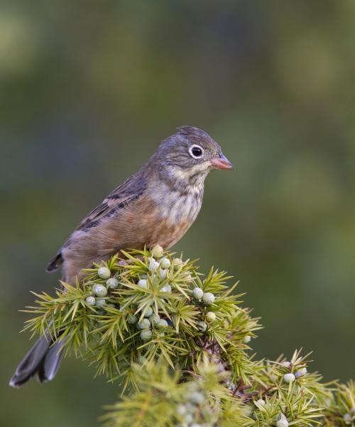 Ortolano
