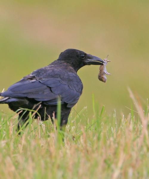 Cornacchia nera