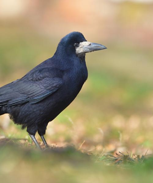 Corvo comune
