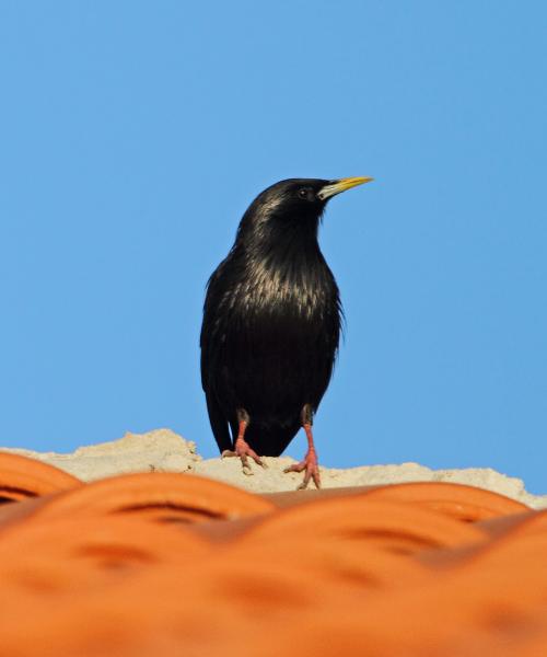 Storno nero