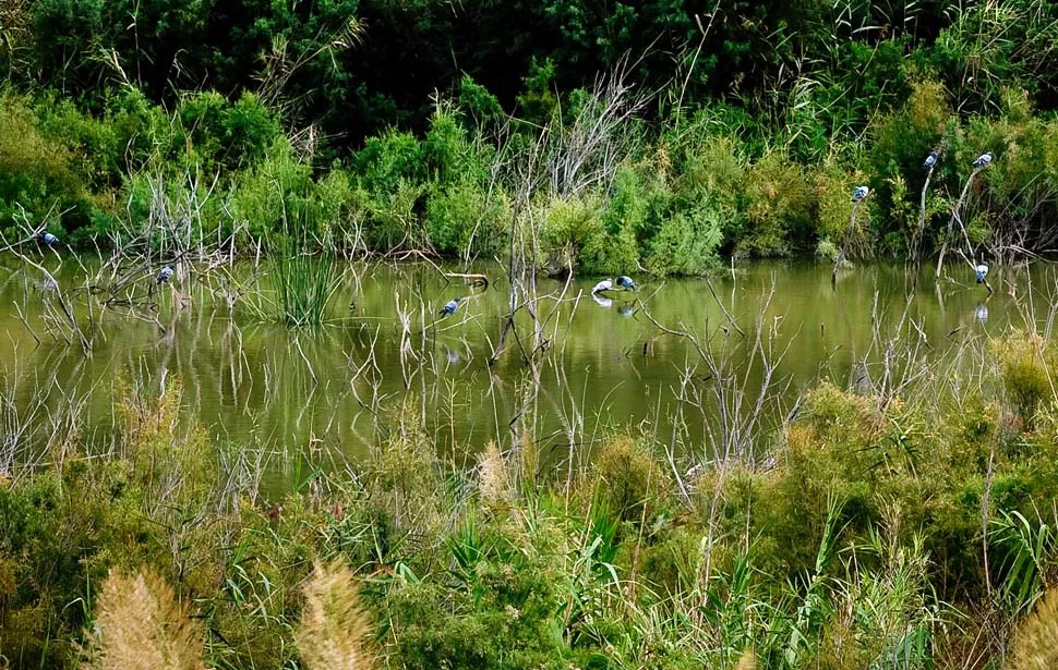 Dettaglio sulla natura della Riserva Naturale Biviere di Gela
