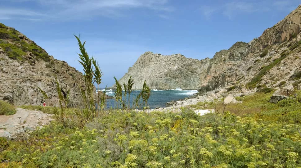 Dettaglio sulla natura dell'Oasi Carloforte