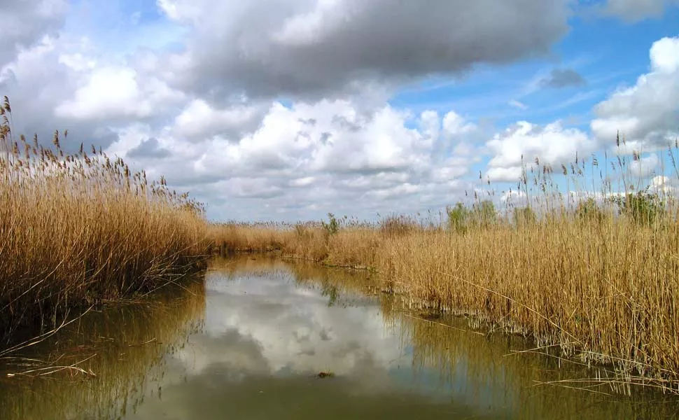 Dettaglio su un canale della Palude Ostiglia in autunno