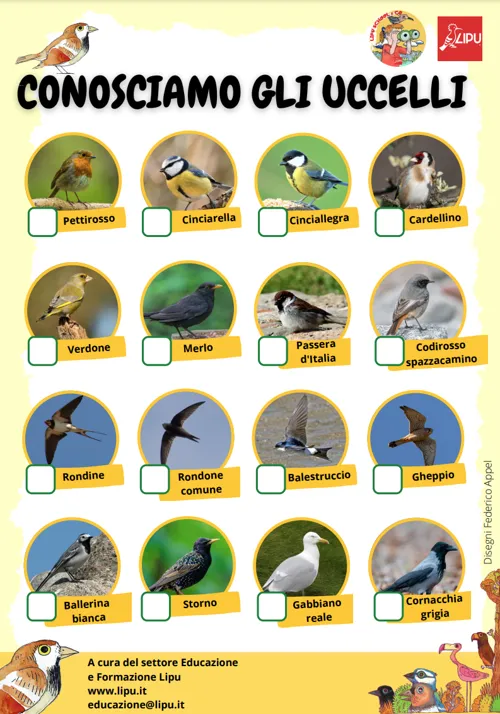 Conosciamo gli uccelli