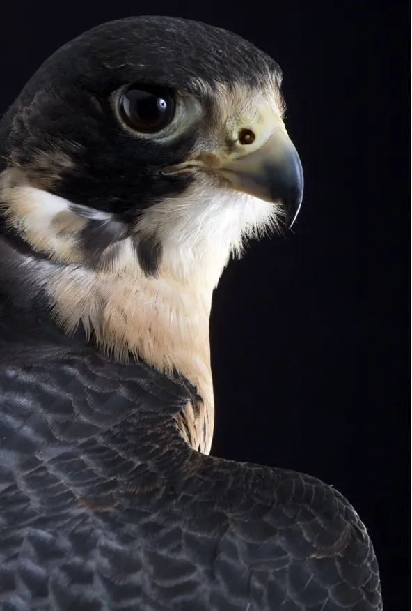 falco pellegrino