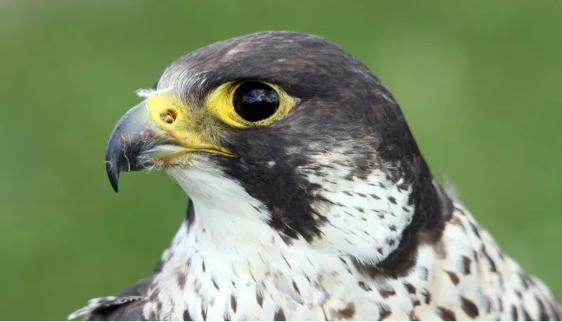il falco pellegrino