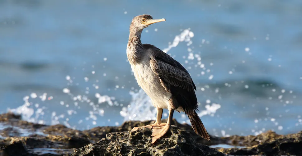 Marangone dal ciuffo giovane sulla costa sarda (Foto M. Mendi)