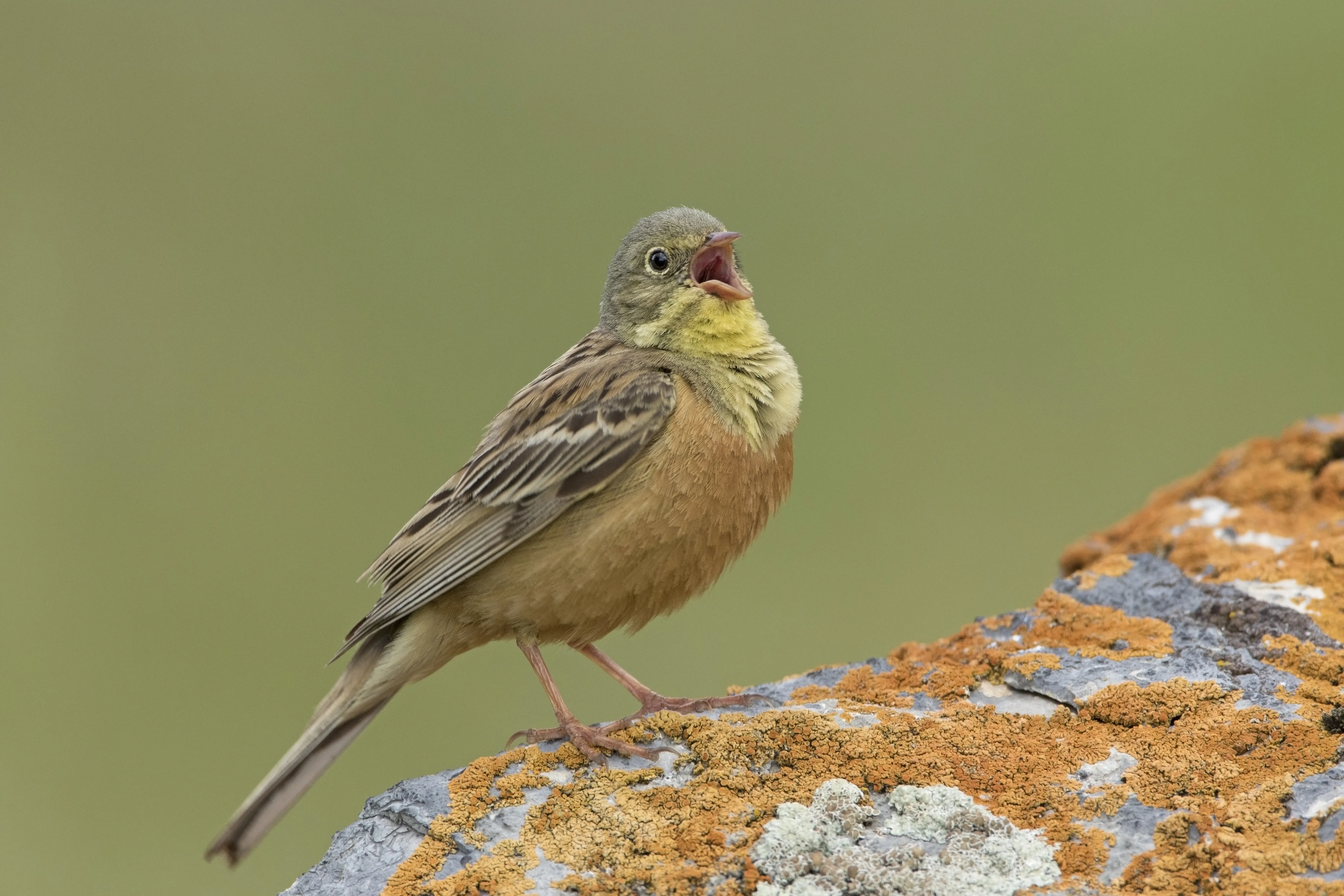 Ortolano