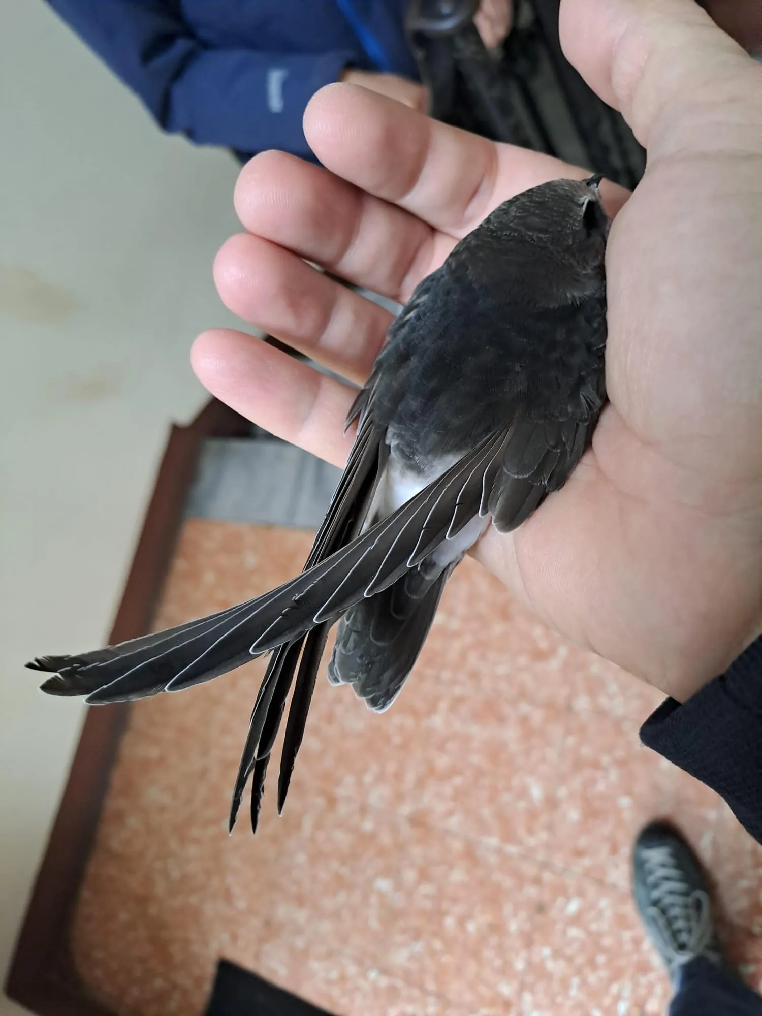 Il rondone indiano ritrovato a Genova